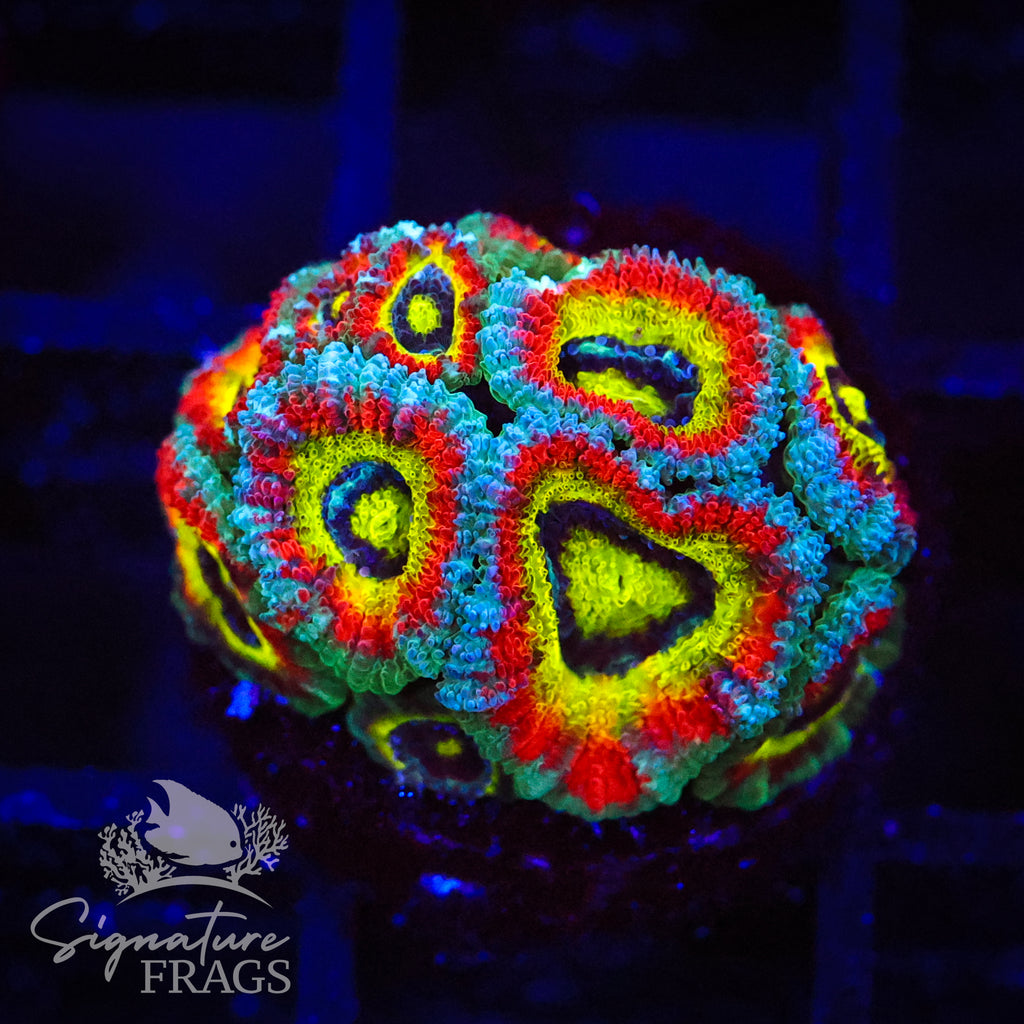 Holy Grail Micromussa