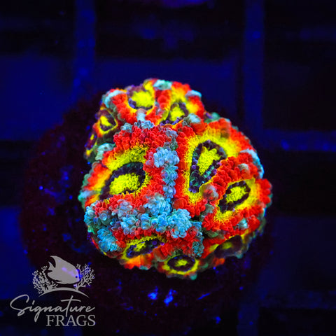 Holy Grail Micromussa