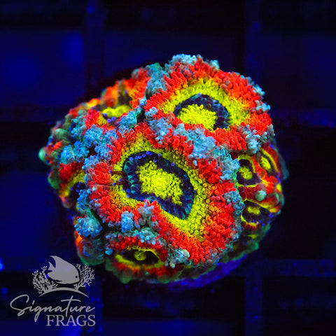 Holy Grail Micromussa