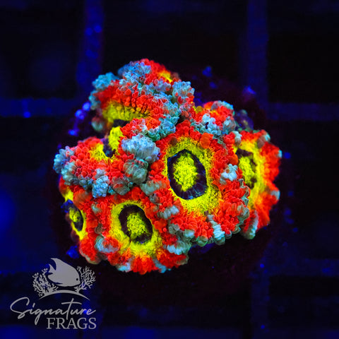Holy Grail Micromussa