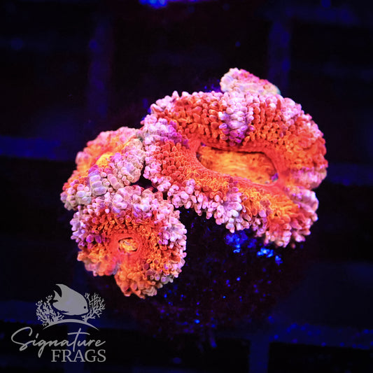 Peach Rim Rainbow Micromussa Lord (Acan Lord)
