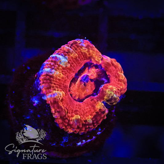 Graffiti Rainbow Micromussa Lord (Acan Lord)