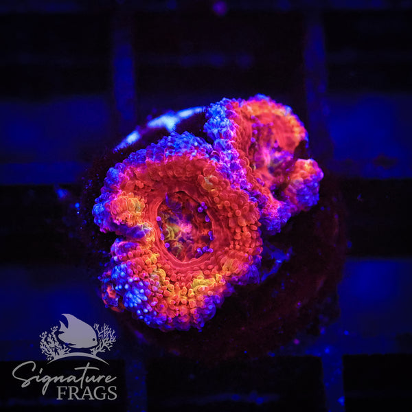 Graffiti Rainbow Micromussa Lord (Acan Lord)