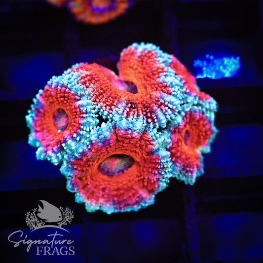 Blue Rim Rainbow Micromussa Lord (Acan Lord)