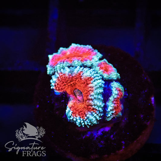 Blue Rim Rainbow Micromussa Lord (Acan Lord)