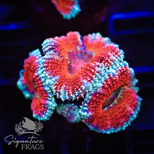 Blue Rim Rainbow Micromussa Lord (Acan Lord)