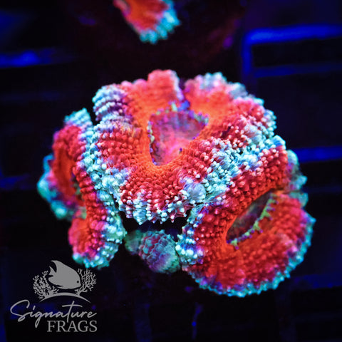 Blue Rim Rainbow Micromussa Lord (Acan Lord)