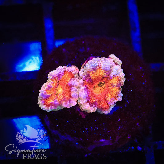 Peach Rim Rainbow Micromussa Lord (Acan Lord)