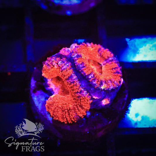 Rainbow Micromussa Lord (Acan Lord)