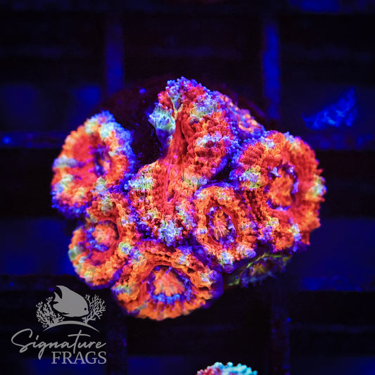 Rainbow Micromussa Lord (Acan Lord)