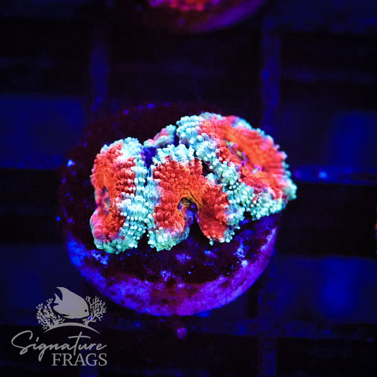 Blue Rim Rainbow Micromussa Lord (Acan Lord)