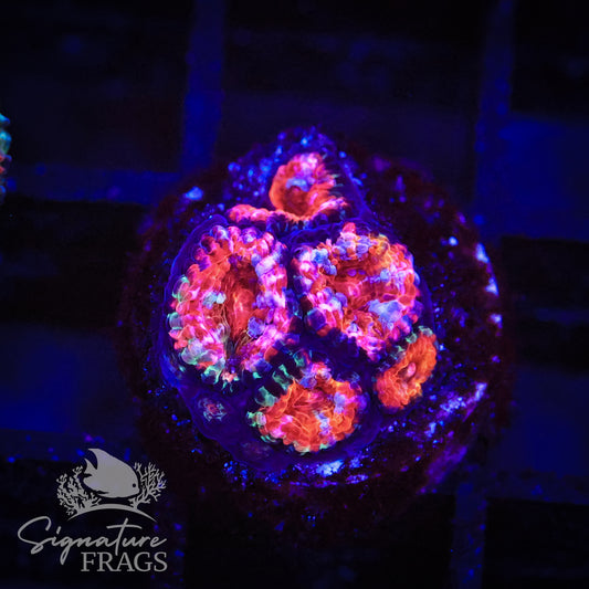 Rainbow Micromussa Lord (Acan Lord)