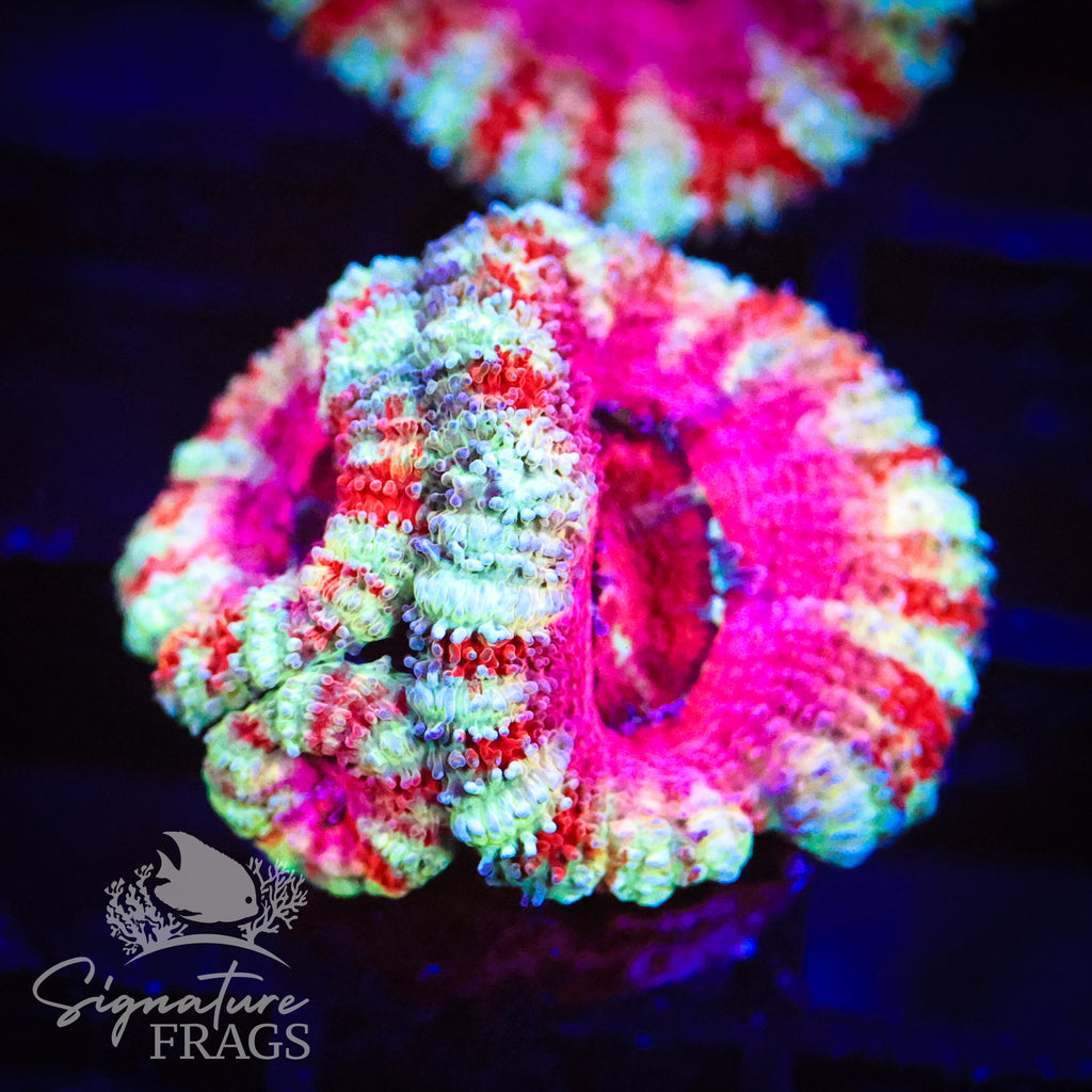 Peppermint Rainbow Micromussa Lord (Acan Lord)
