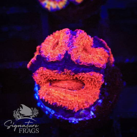 Rainbow Micromussa Lord (Acan Lord)