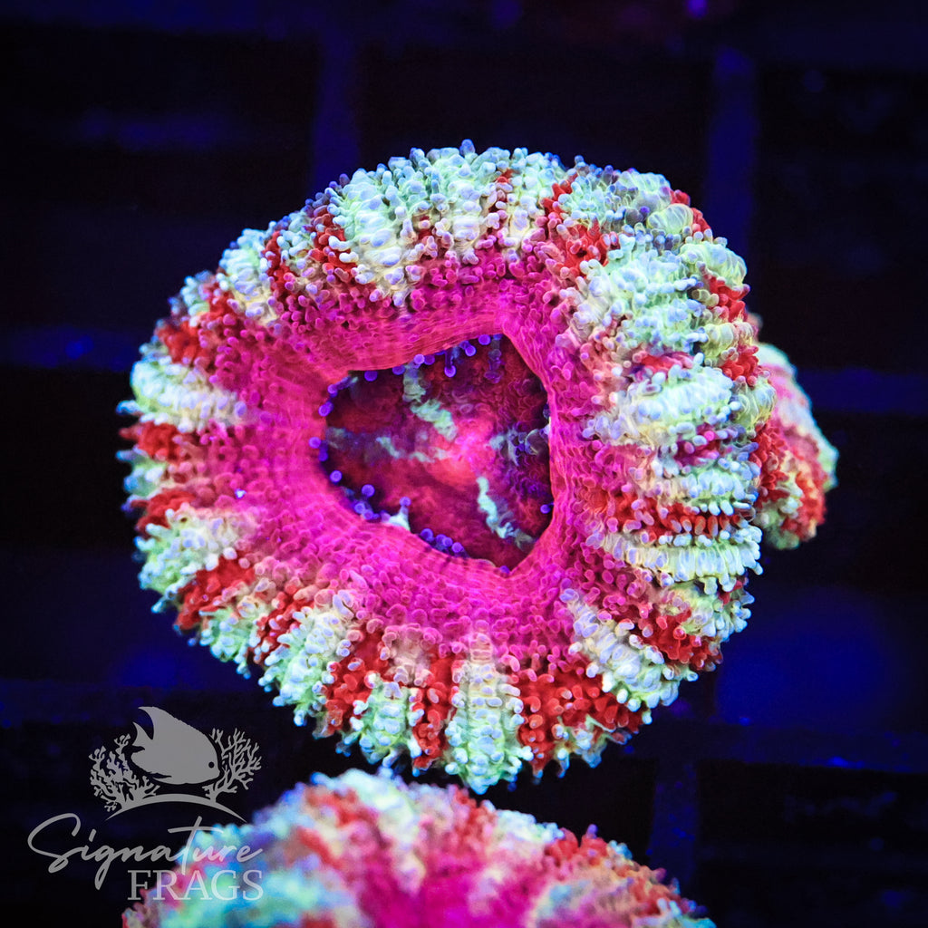 Peppermint Rainbow Micromussa Lord (Acan Lord)