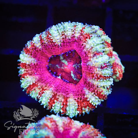 Peppermint Rainbow Micromussa Lord (Acan Lord)