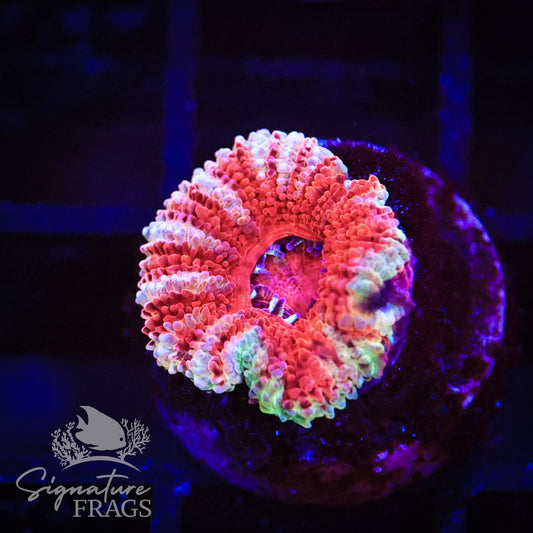 Peppermint Rainbow Micromussa Lord (Acan Lord)