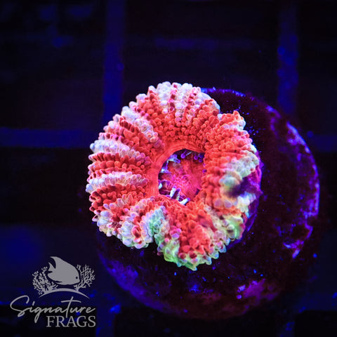 Peppermint Rainbow Micromussa Lord (Acan Lord)