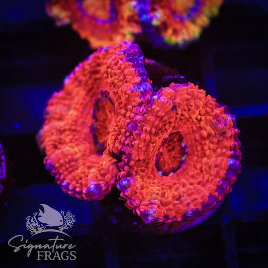 Rainbow Micromussa Lord (Acan Lord)