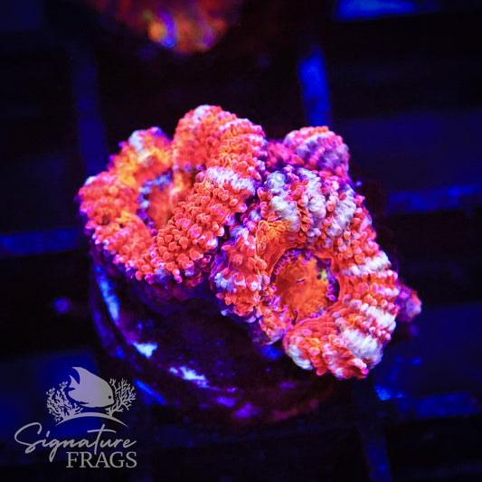Rainbow Micromussa Lord (Acan Lord)