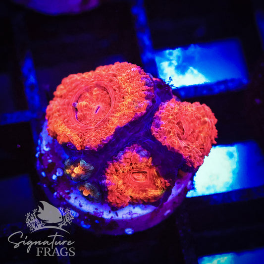 Rainbow Micromussa Lord (Acan Lord)
