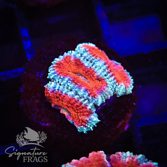 Blue Rim Rainbow Micromussa Lord (Acan Lord)