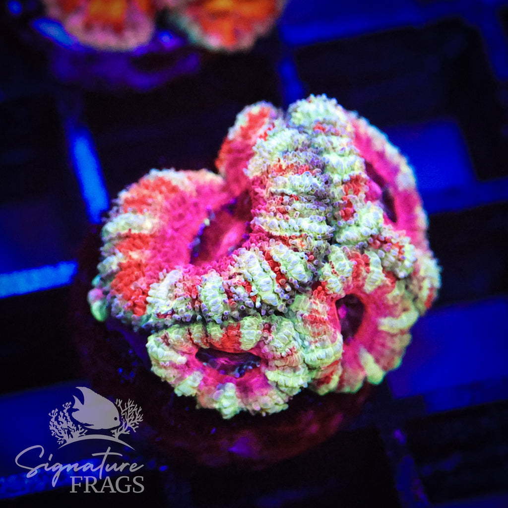 Peppermint Micromussa Lord (Acan Lord)