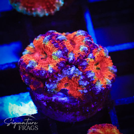 Micromussa Lord (Acan Lord)