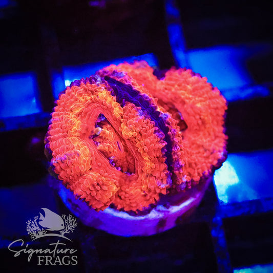 Micromussa Lord (Acan Lord)