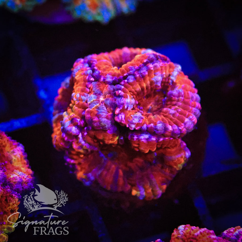 Rainbow Micromussa Lord (Acan Lord)
