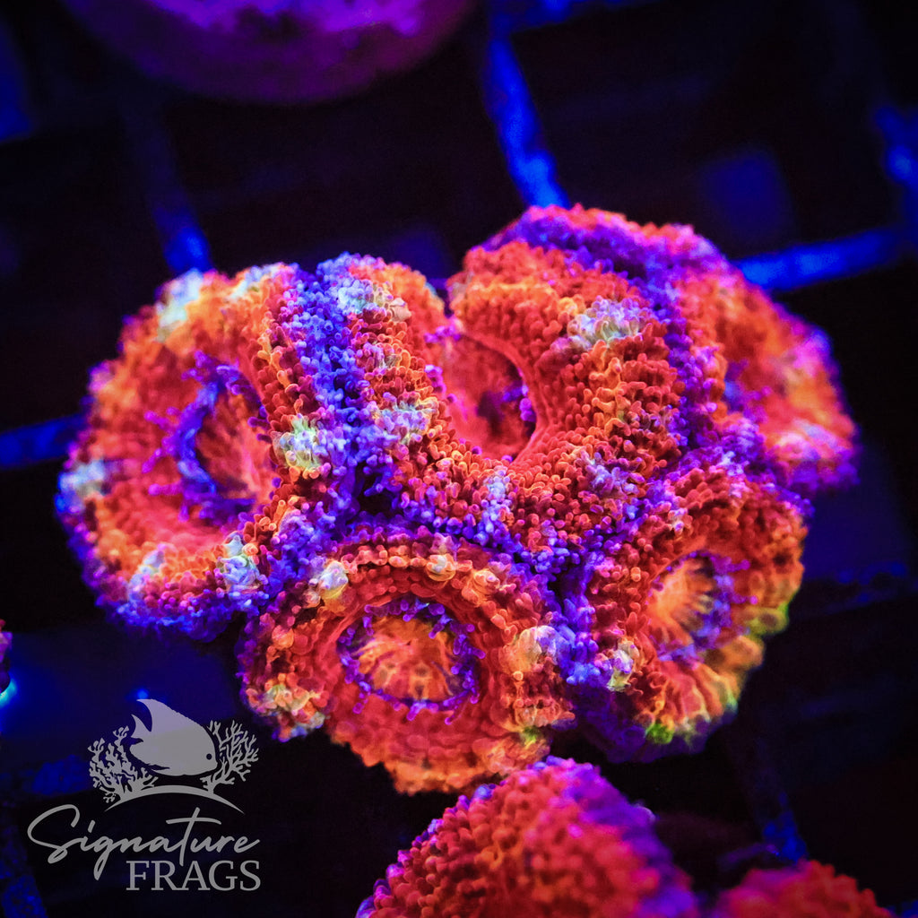 Graffiti Rainbow Micromussa Lord (Acan Lord)