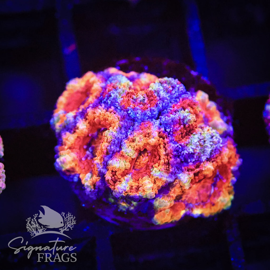 Rainbow Micromussa Lord (Acan Lord)