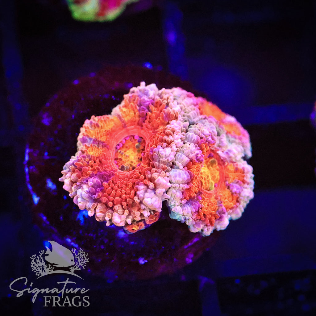 Peach Rim Rainbow Micromussa Lord (Acan Lord)