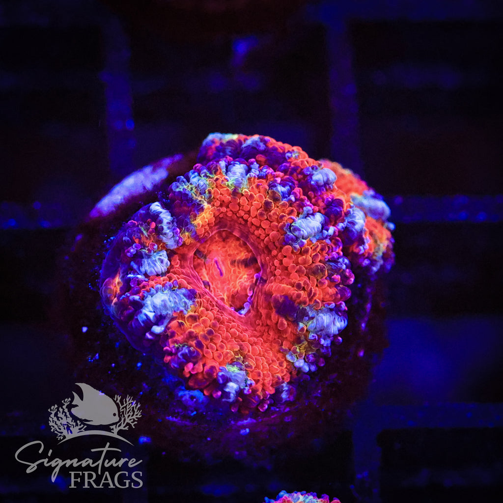 Graffiti Rainbow Micromussa Lord (Acan Lord)