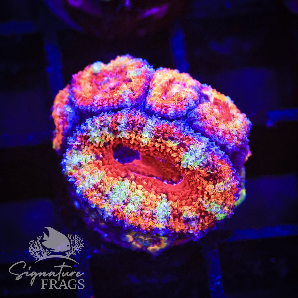 Rainbow Micromussa Lord (Acan Lord)