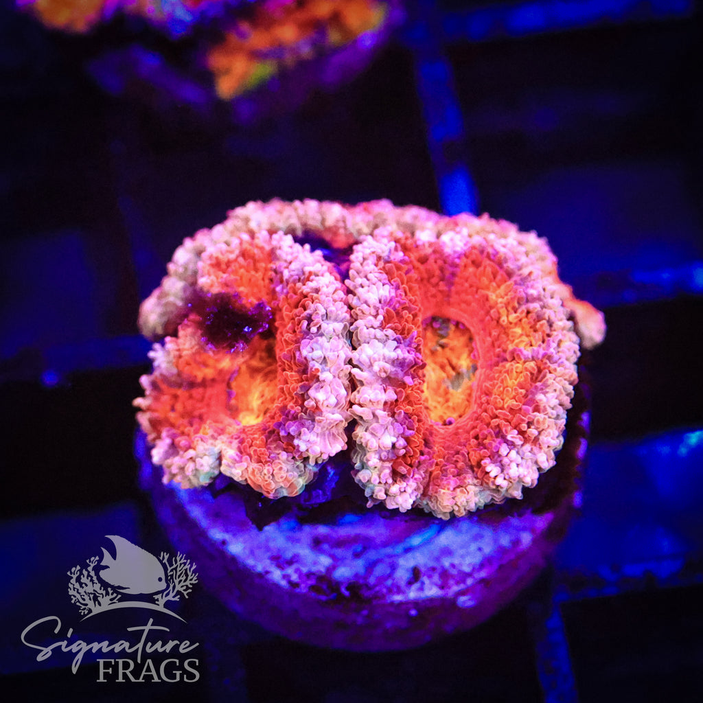 Peach Rim Rainbow Micromussa Lord (Acan Lord)