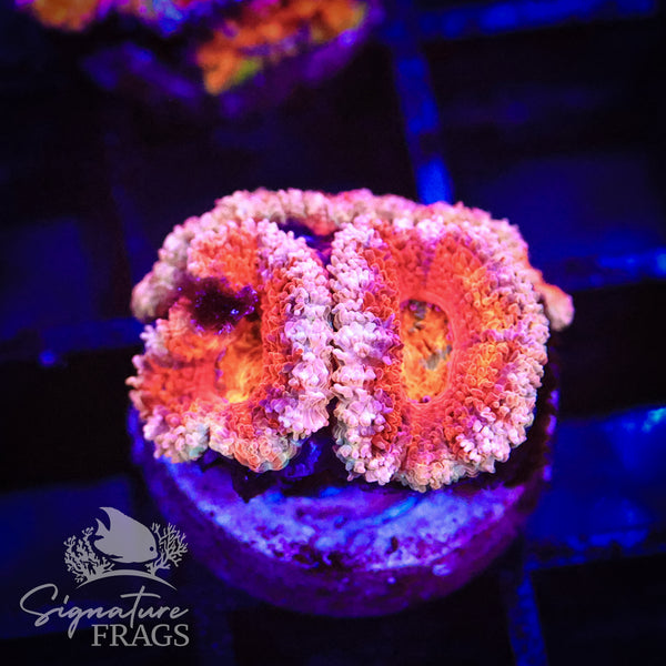 Peach Rim Rainbow Micromussa Lord (Acan Lord)