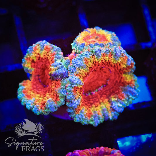 Blue Rim Rainbow Micromussa Lord (Acan Lord)
