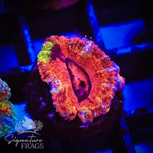 Graffiti Rainbow Micromussa Lord (Acan Lord)