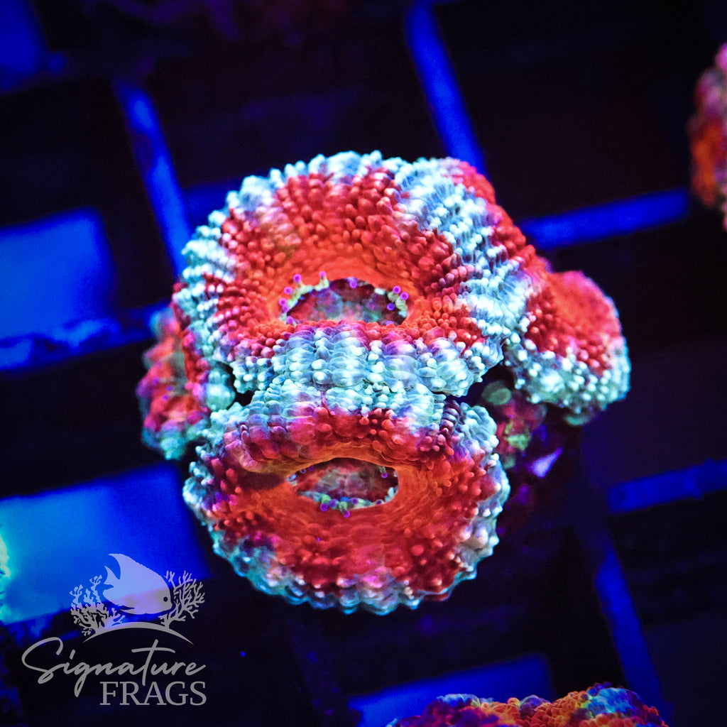 Blue Rim Rainbow Micromussa Lord (Acan Lord)