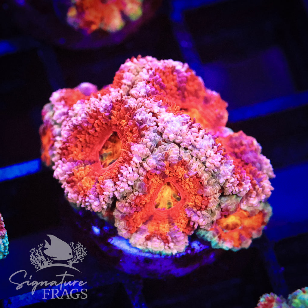 Peach Rim Rainbow Micromussa Lord (Acan Lord)