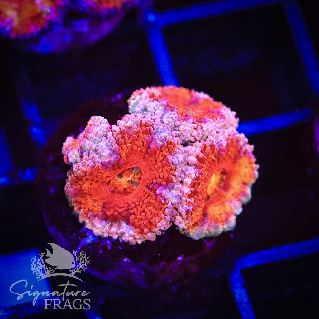 Peach Rim Rainbow Micromussa Lord (Acan Lord)