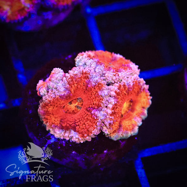 Peach Rim Rainbow Micromussa Lord (Acan Lord)