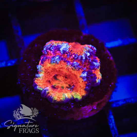 Grafitti Rainbow Micromussa Lord (Acan Lord)