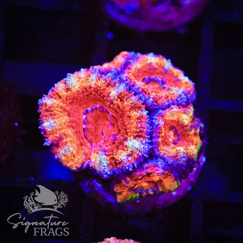 Rainbow Micromussa Lord (Acan Lord)