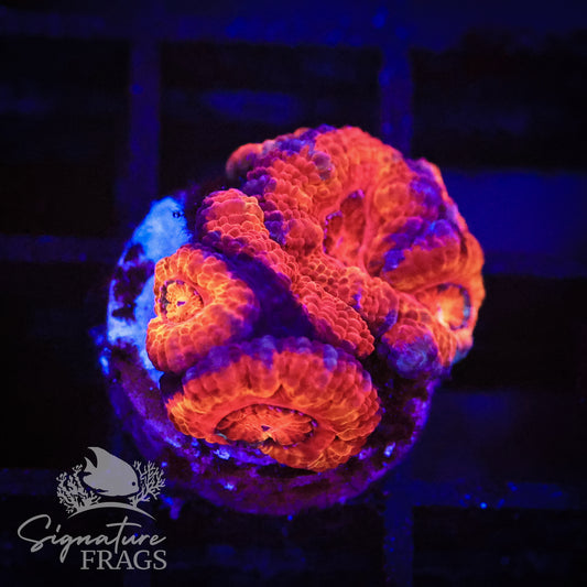 Rainbow Micromussa Lord (Acan Lord)