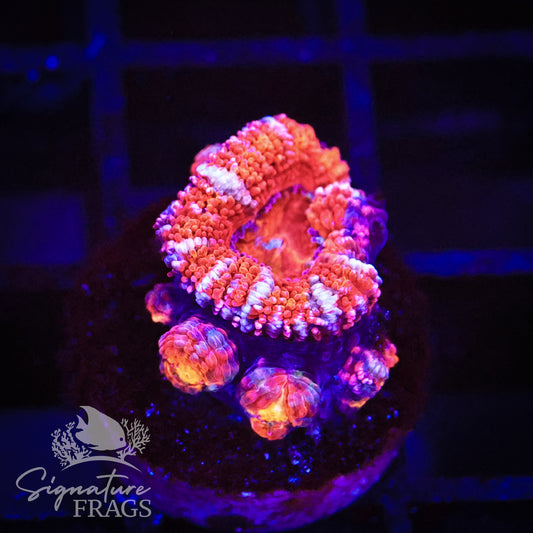Rainbow Micromussa Lord (Acan Lord)