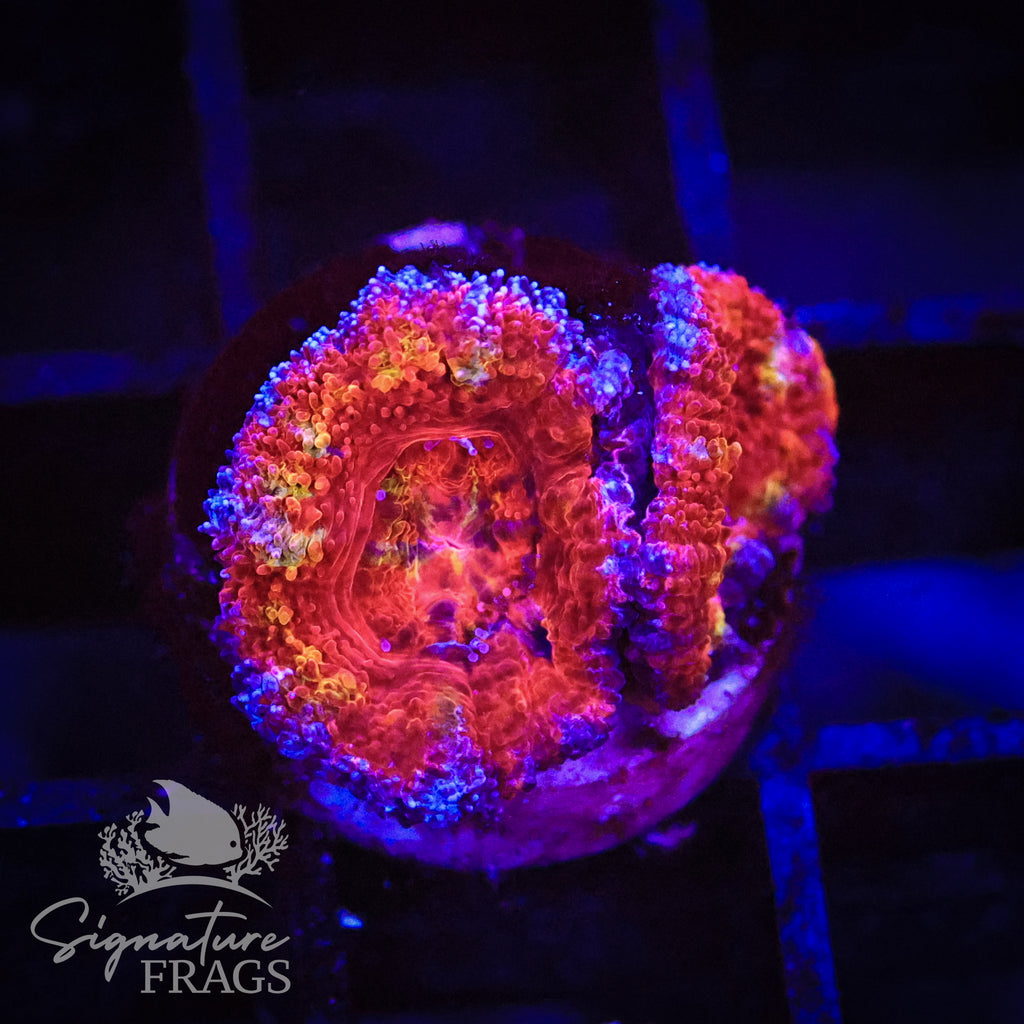 Rainbow Micromussa Lord (Acan Lord)