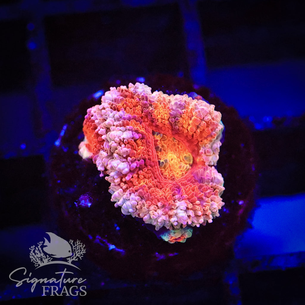 Peach Rim Rainbow Micromussa Lord (Acan Lord)