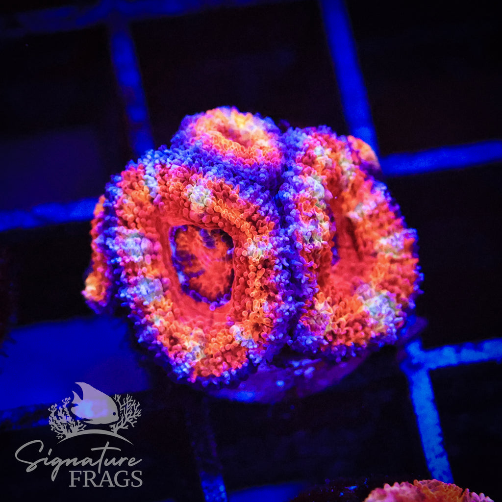 Rainbow Micromussa Lord (Acan Lord)